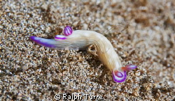 Limber Violet gilled nudibranch negotiating rough terrain by Ralph Turre 